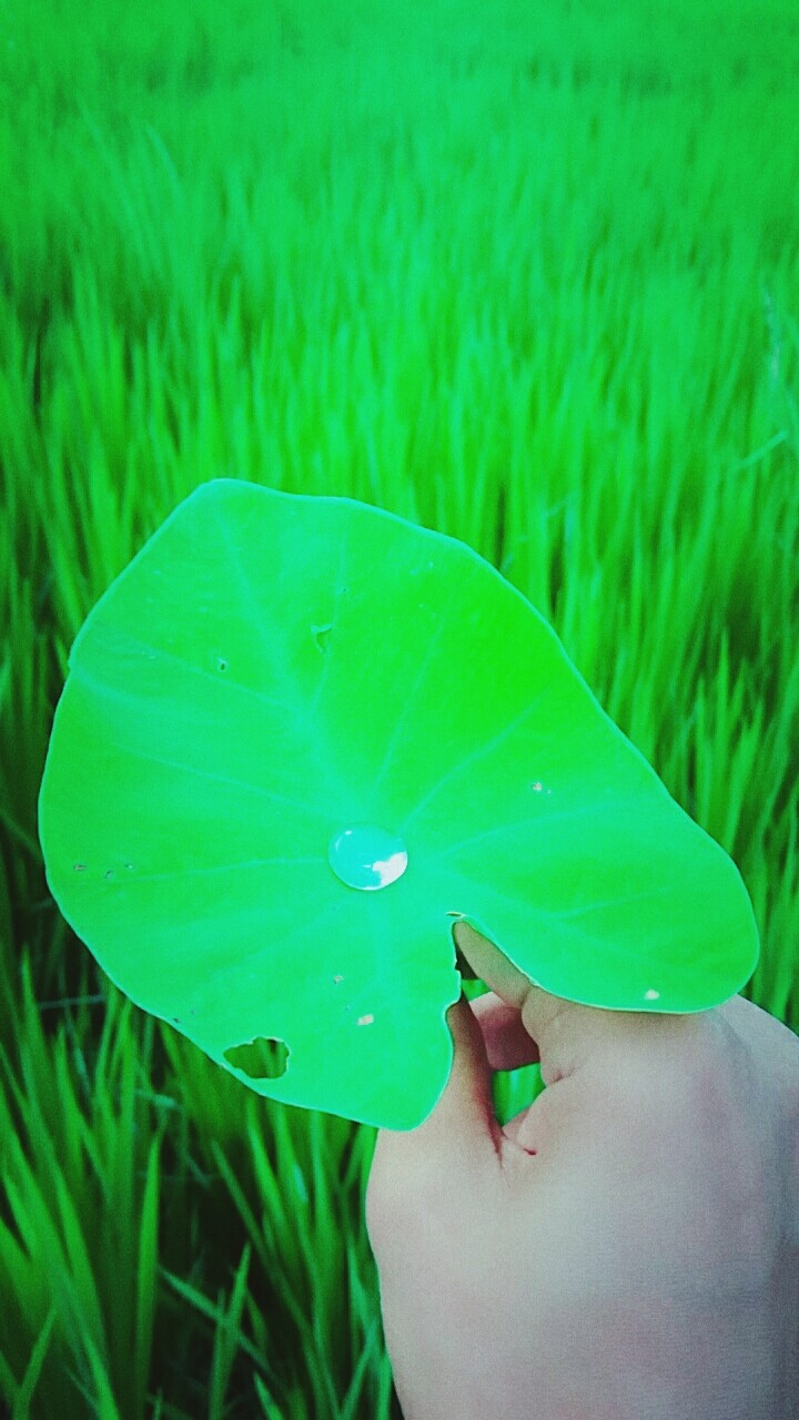 leafe