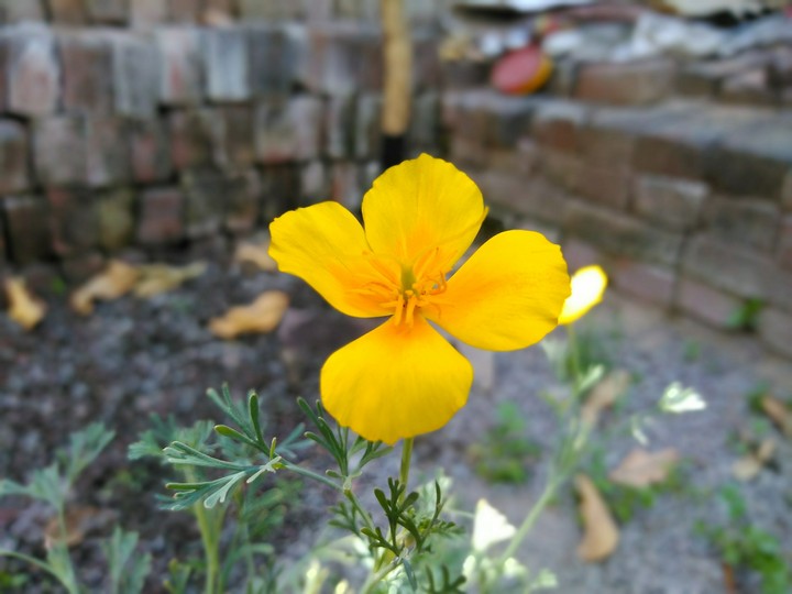 California poppy