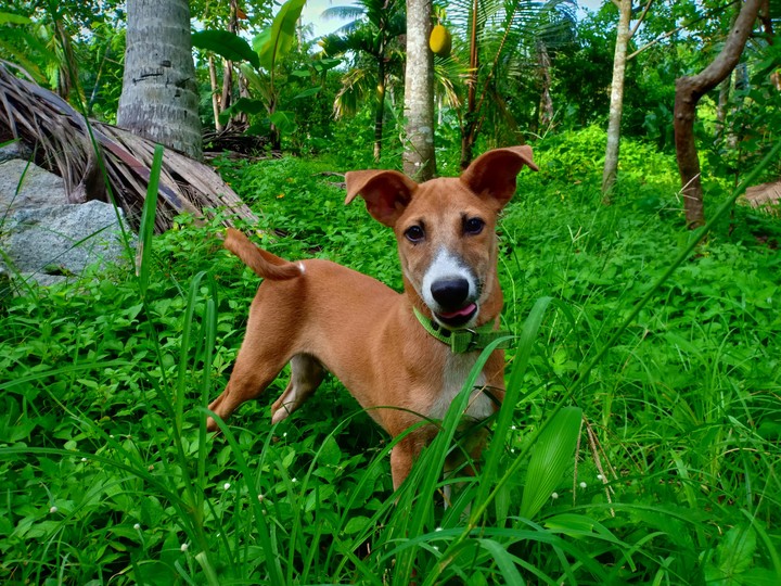 Dog