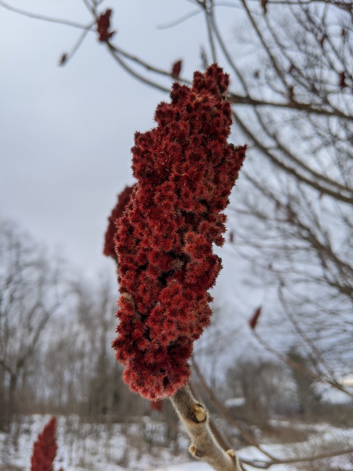 Velvet Tree