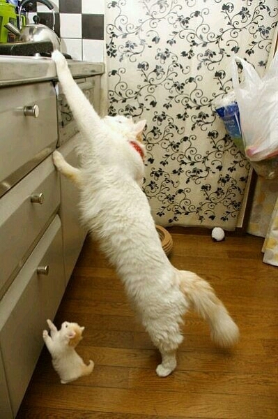고양이