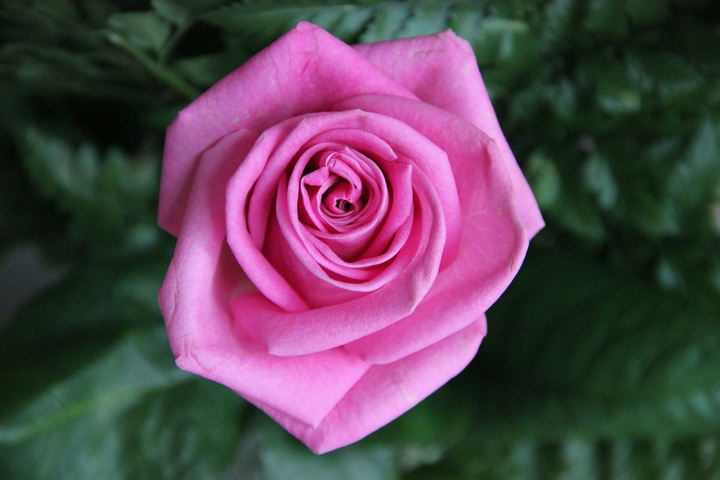 rosa