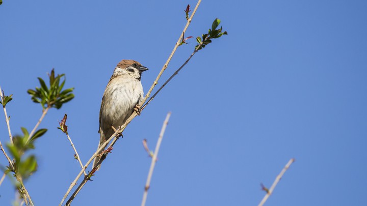 Sparrow