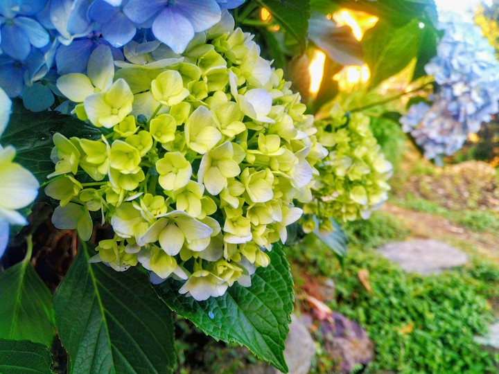 yellow flowers