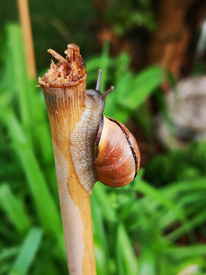 Schnecke