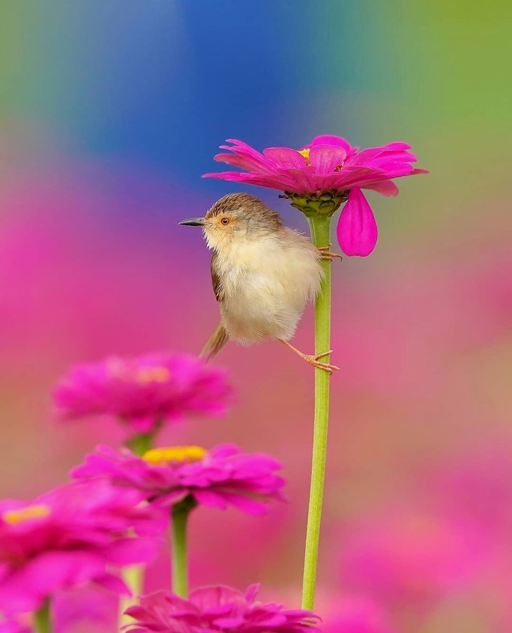Little beauty