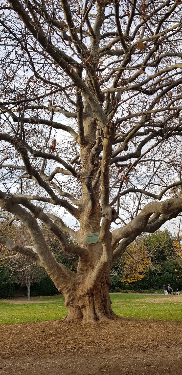 arbres