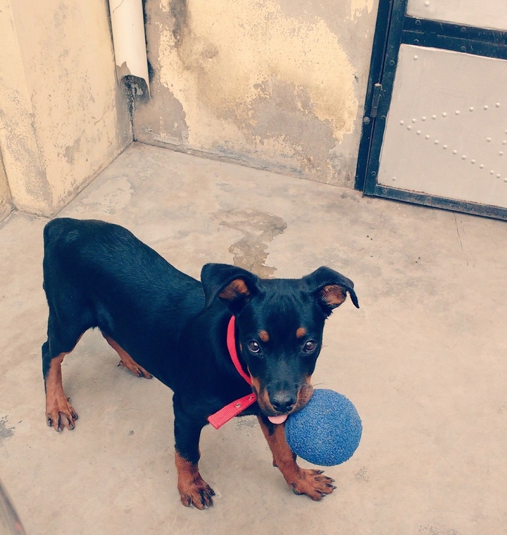 Rottweiler