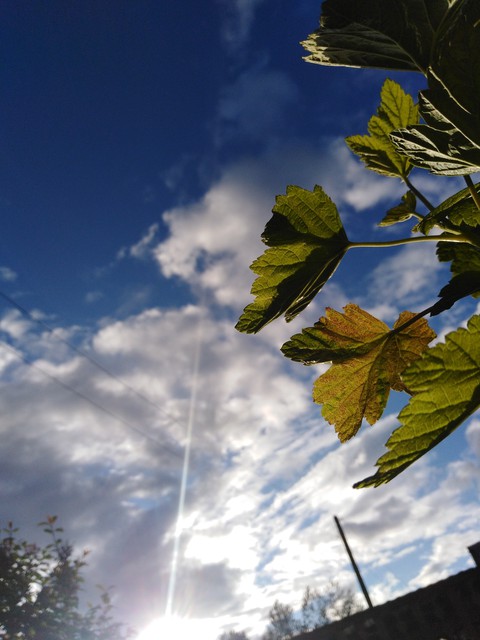 sfondi leaf, plant