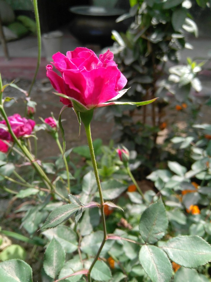 small rose1