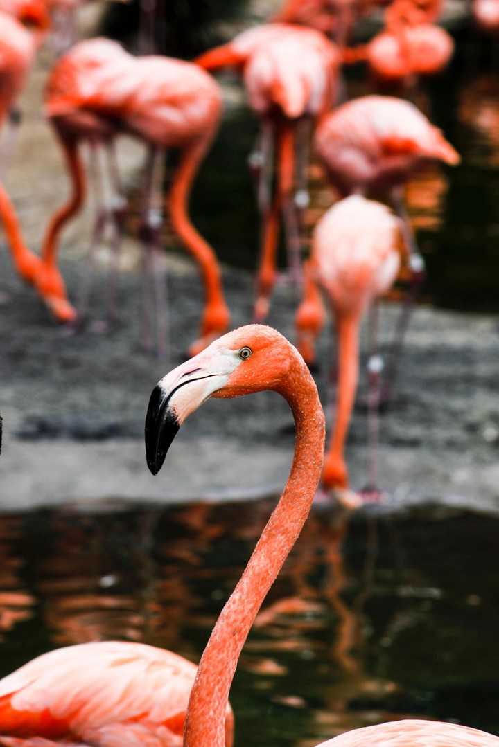 Flamingos!