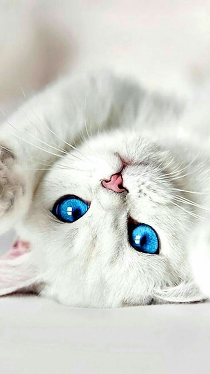 petty white cat...