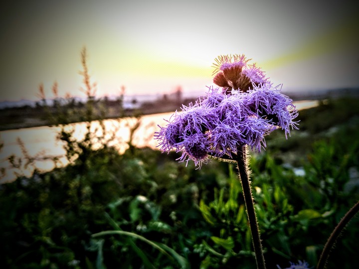 flower