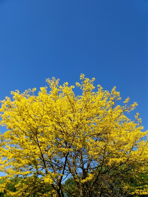 Yellow Tree