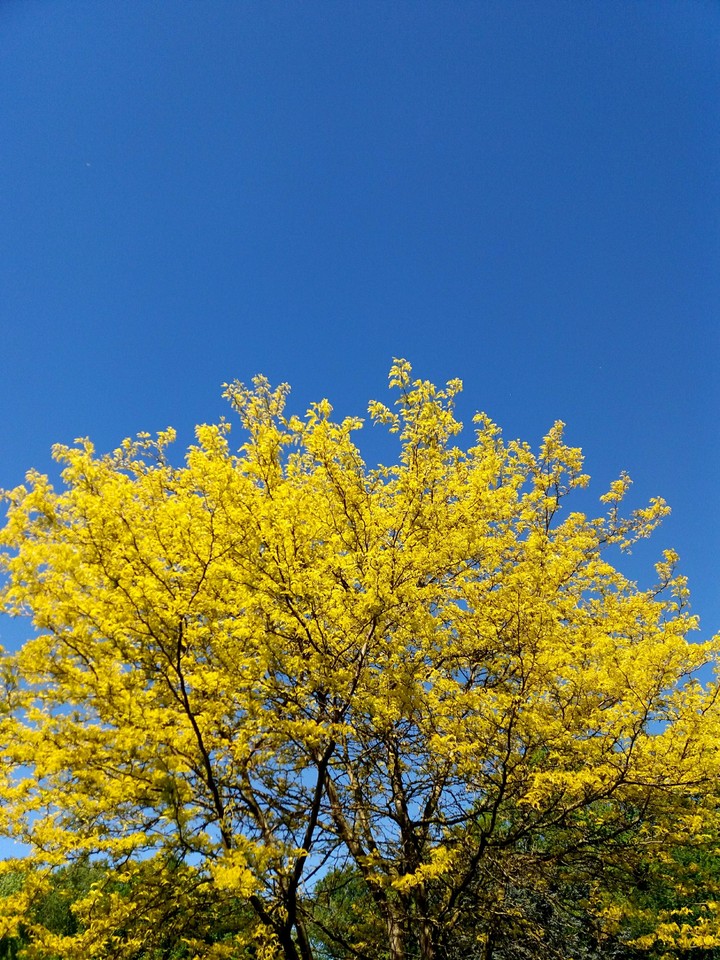 Yellow Tree