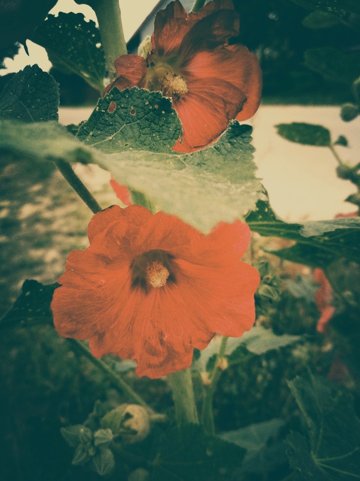 blossom
