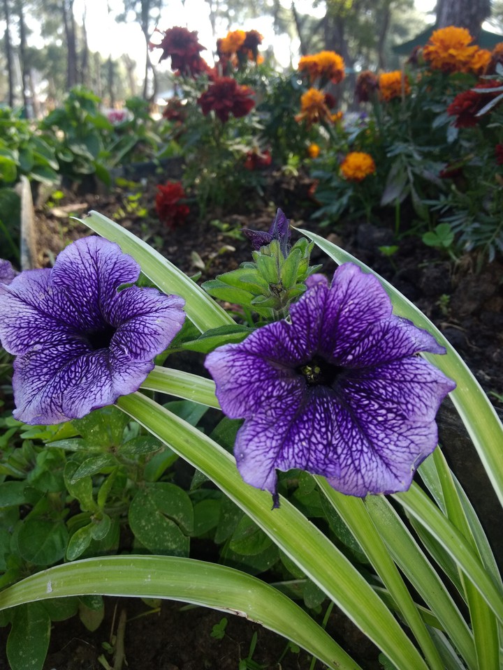Beautiful Flower