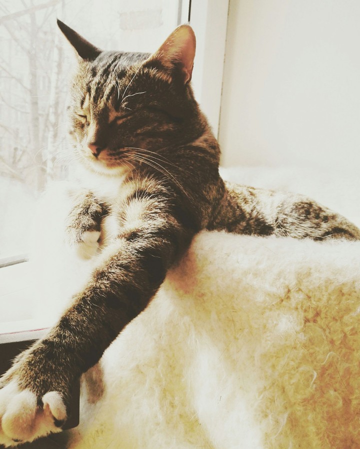 cat