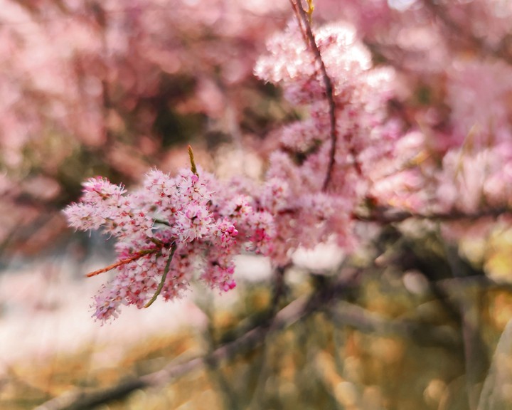 Flowering