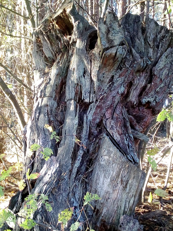 tree