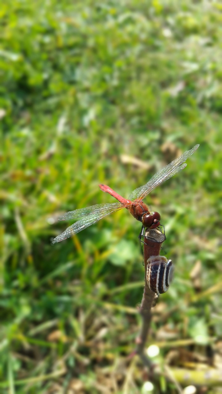 Dragonfly