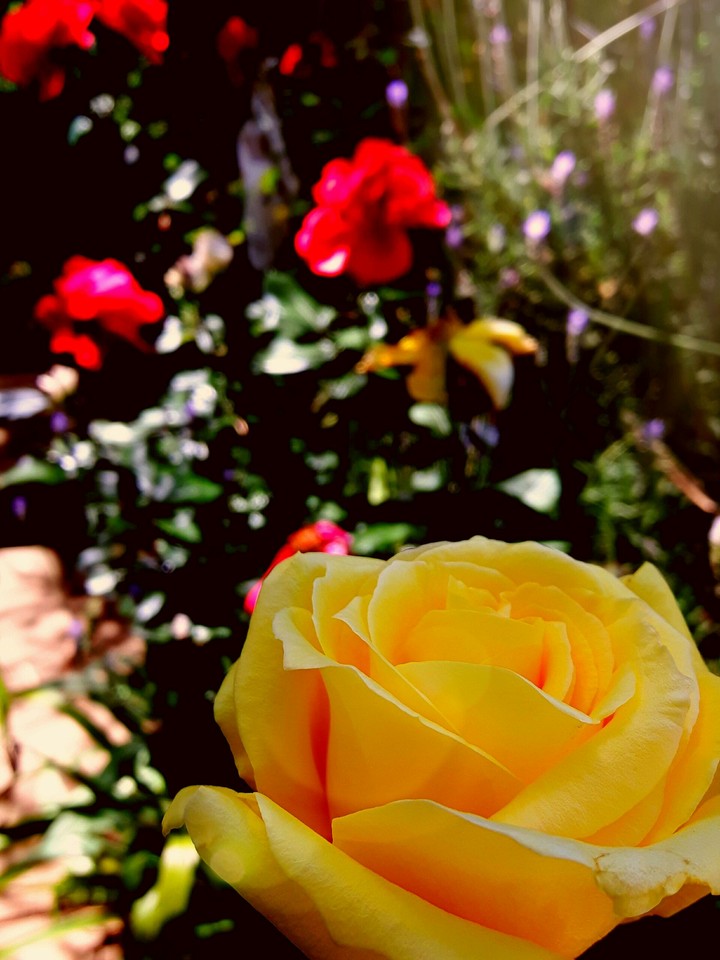 Flowers!