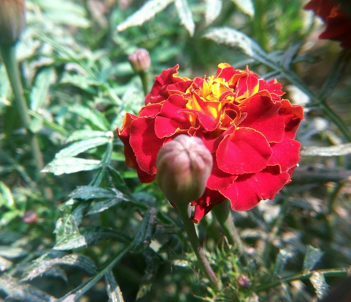 flower,photo,wallpaper,background,marigold,