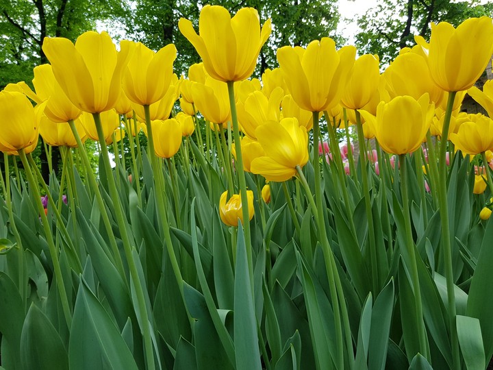 flowers