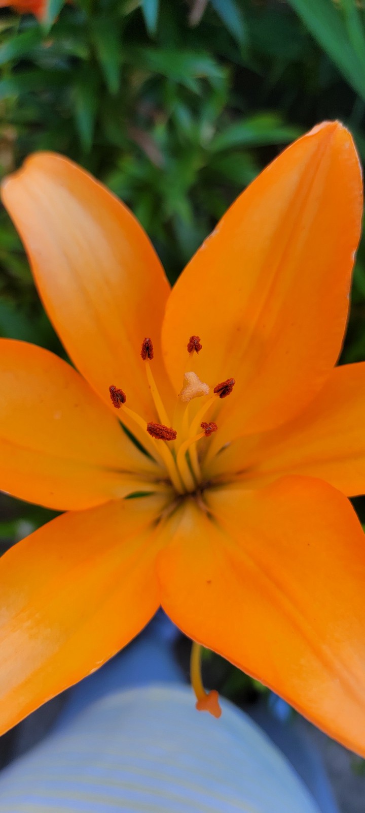 Orange Lilly