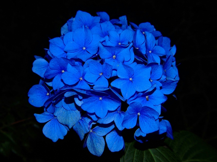 Flower blue