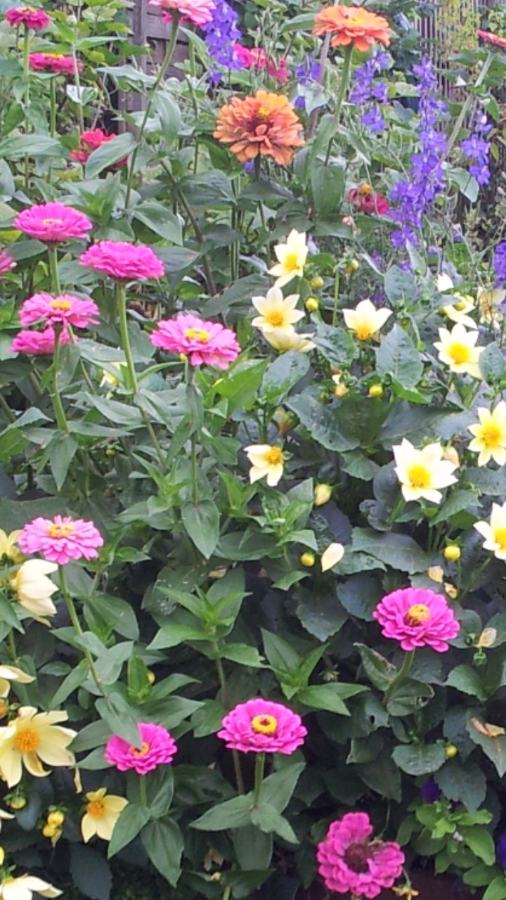 Garden 9