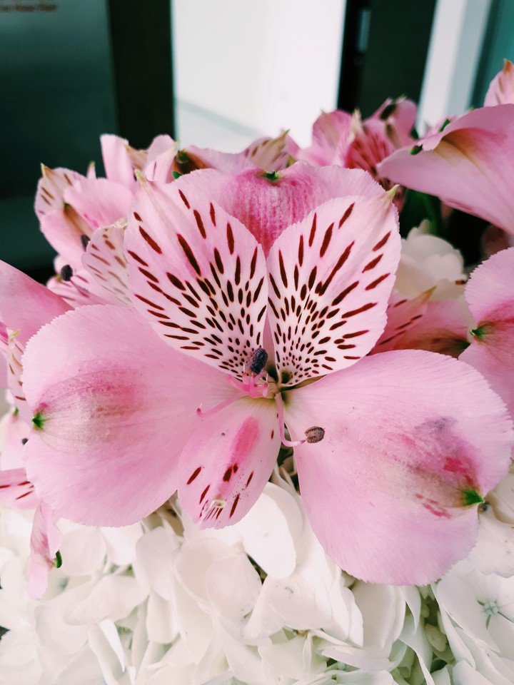 flowers