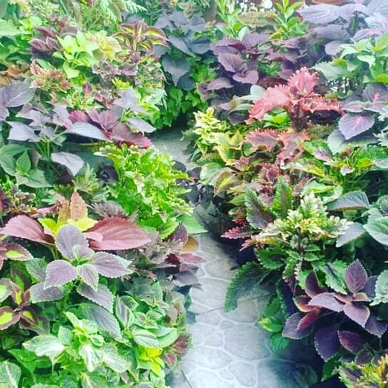 coleus