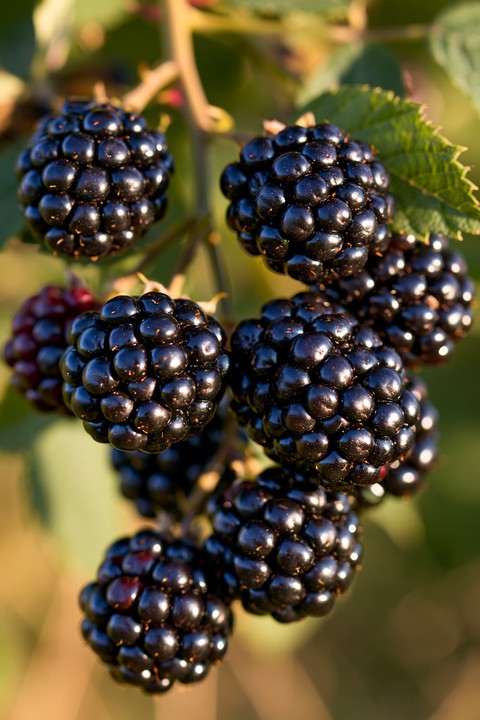 fondos de pantalla olallieberry, boysenberry