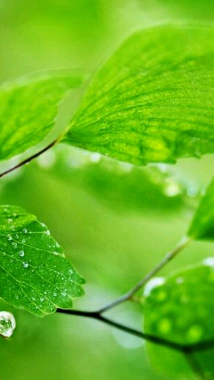 nature