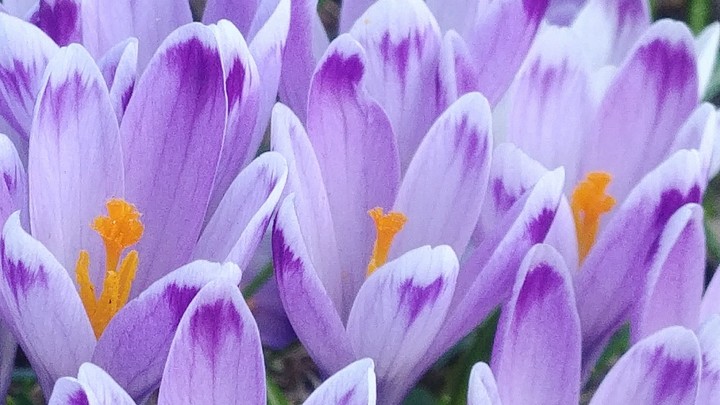 Enormously beautiful flowers.