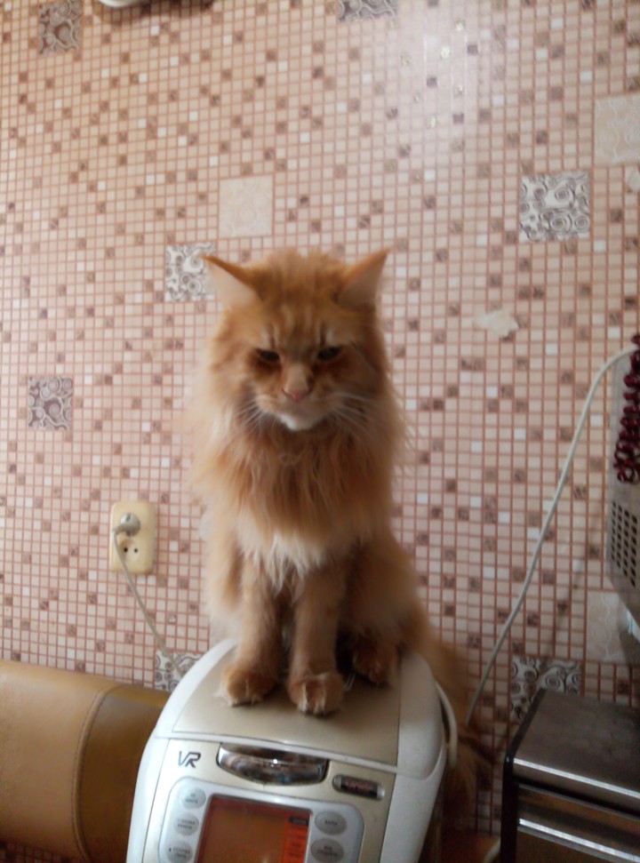 Котик