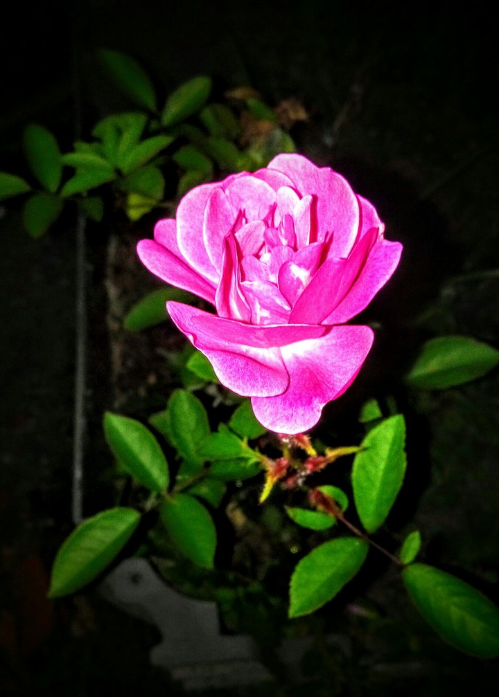 Flor