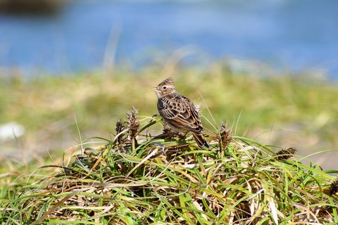 רקעים sparrow, bird