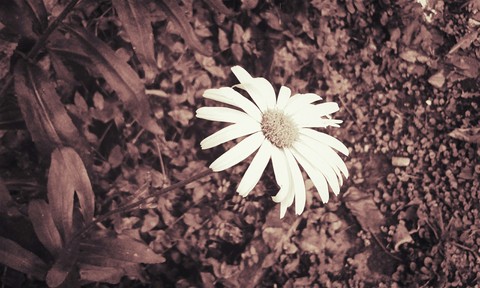white flower