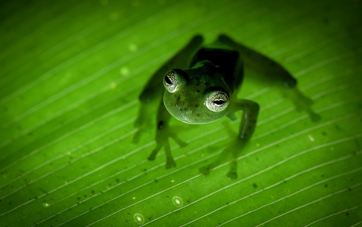 A frog