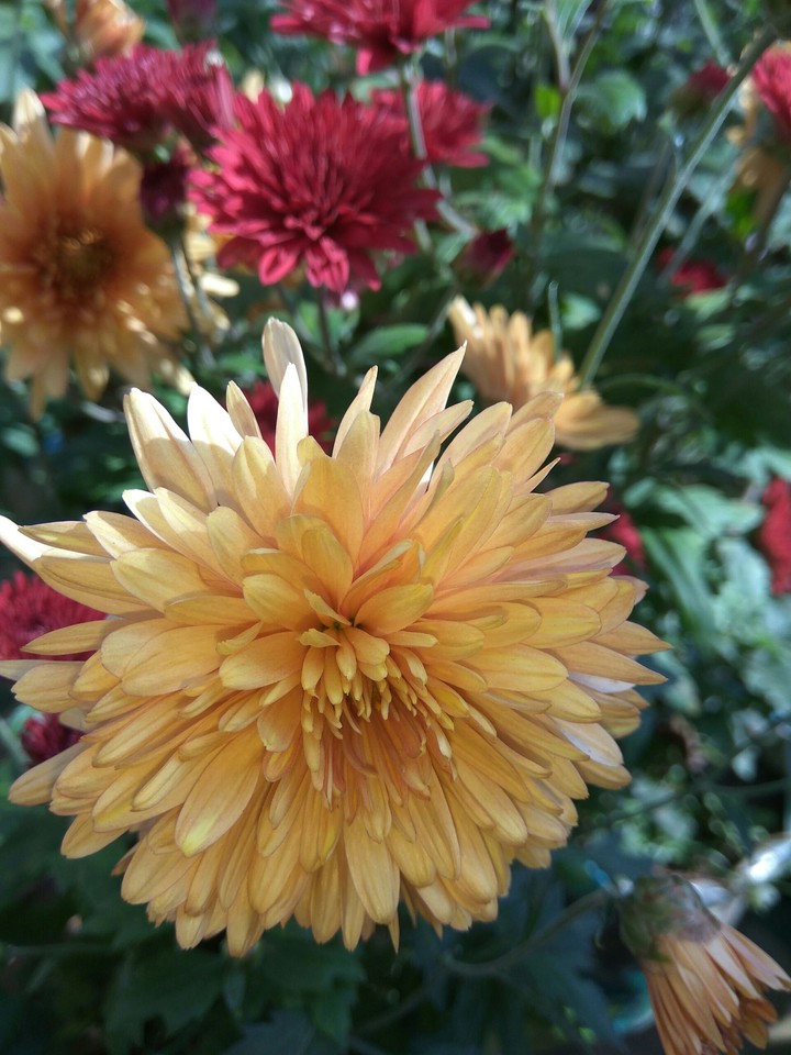 Chrysanth flower