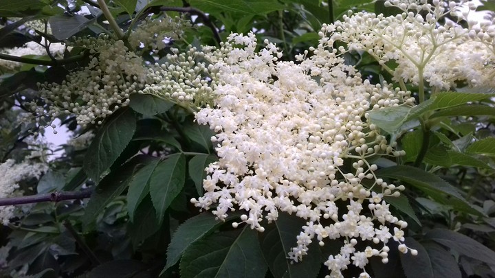elder