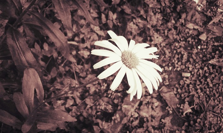white flower