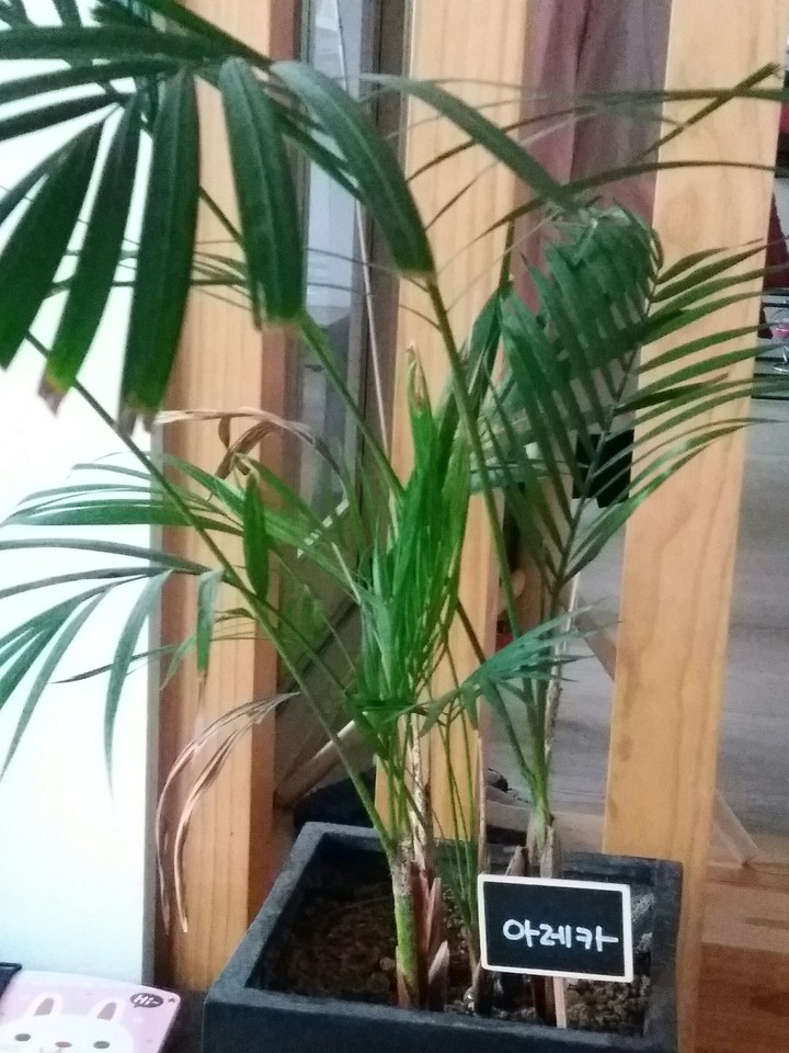 꽃