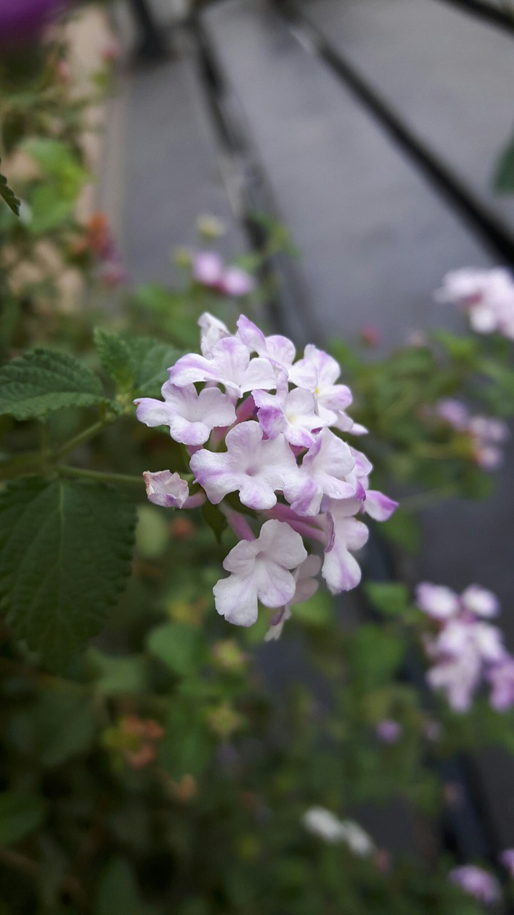 lantana