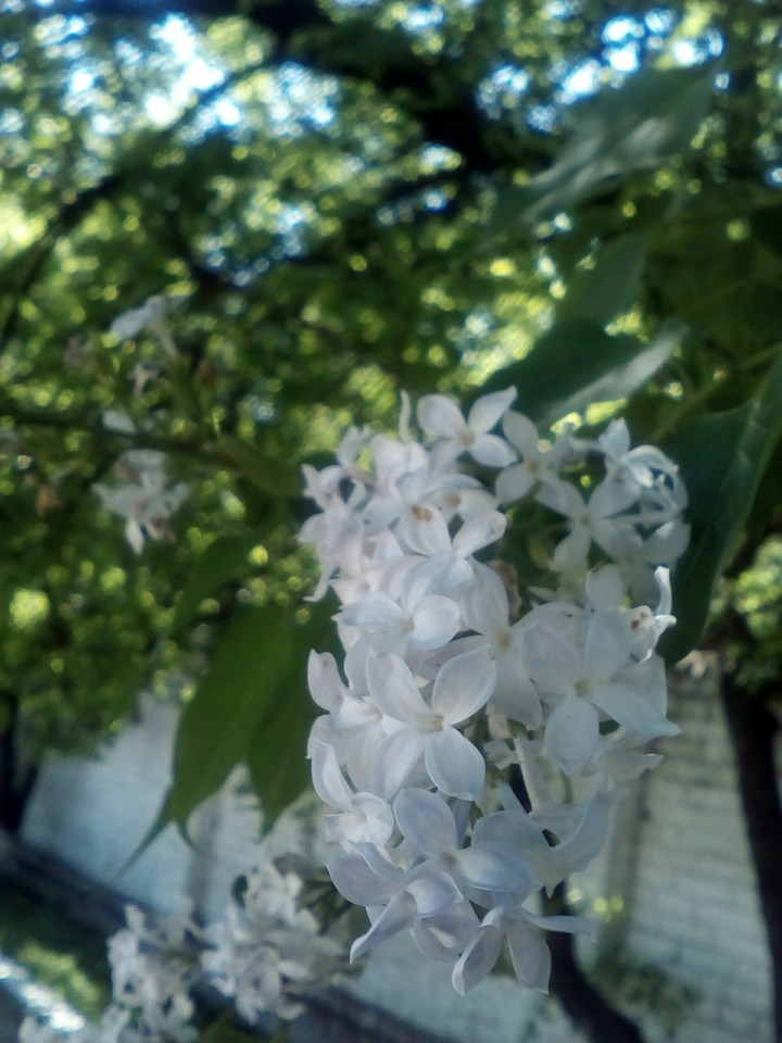 сирень