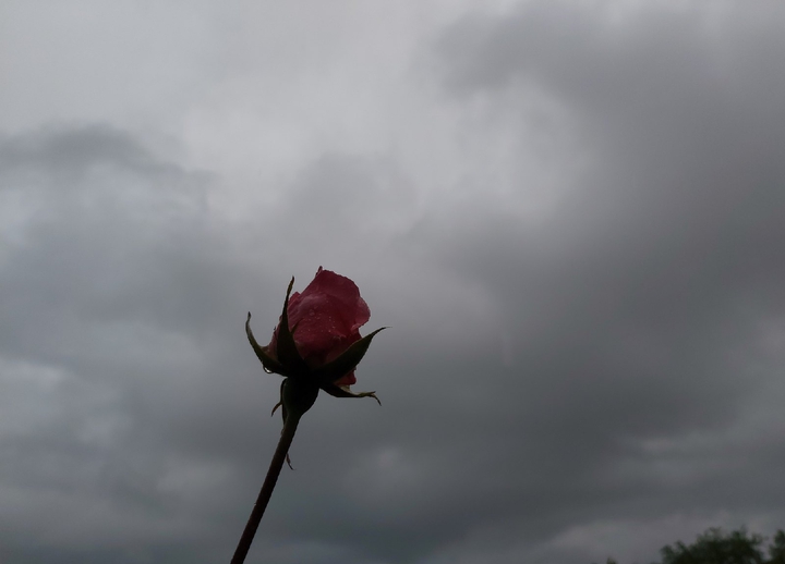 rose