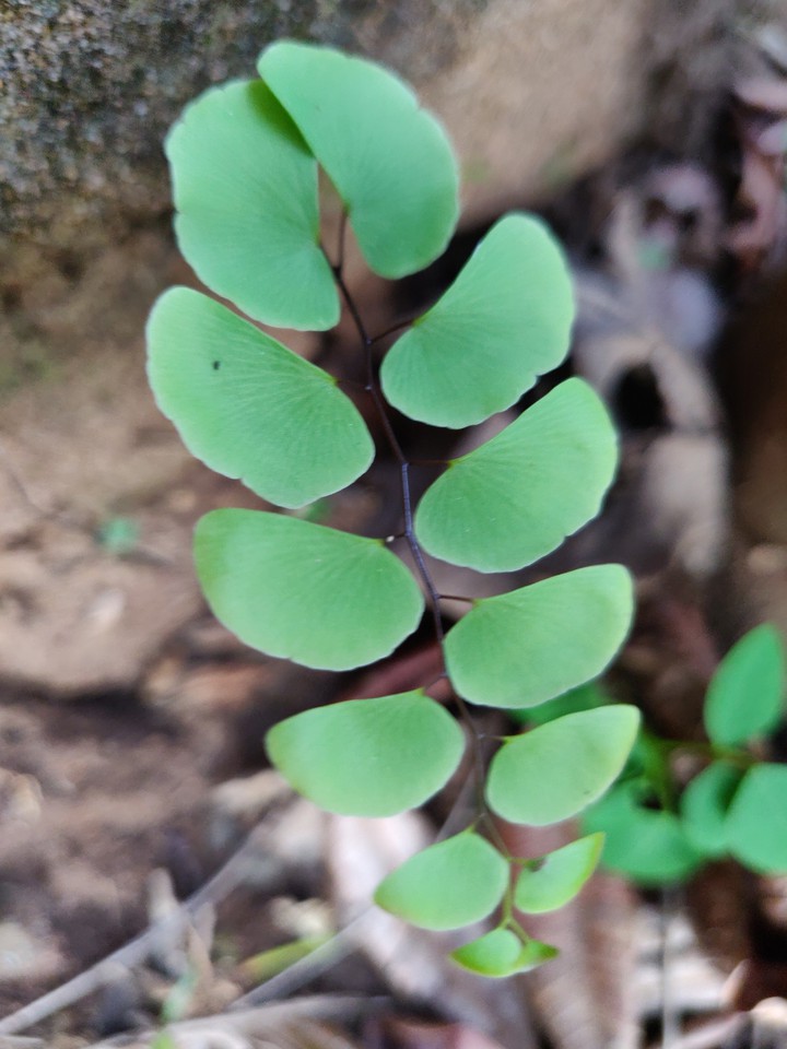 Green Leaf