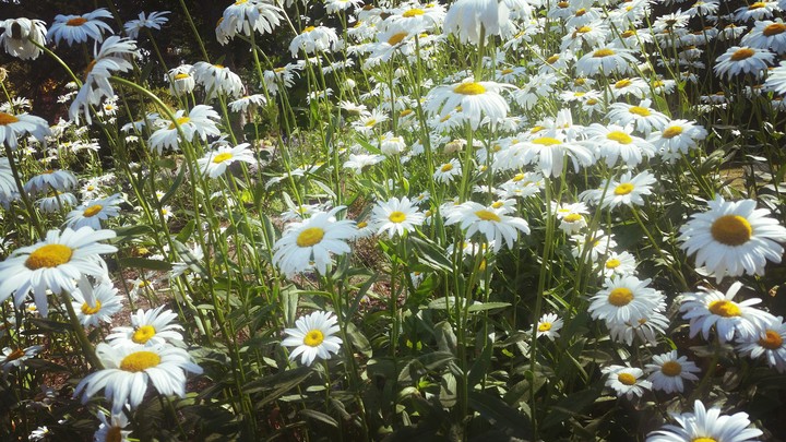 Dainty daisies 2